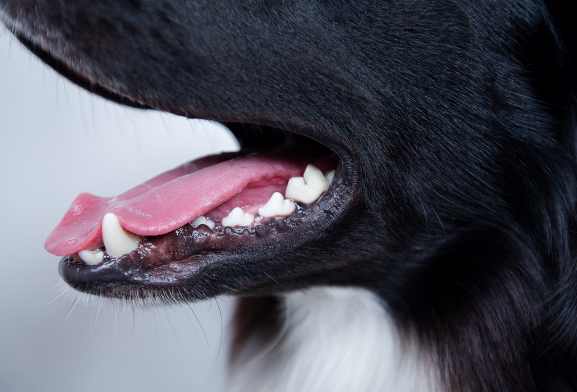 Нужны ли собакам брекеты? Как чистить зубы кошкам?