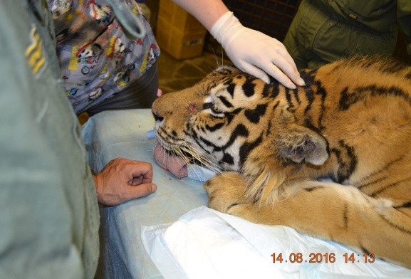 Врачи клиники «Чеширский кот» начали лечение молодого тигра