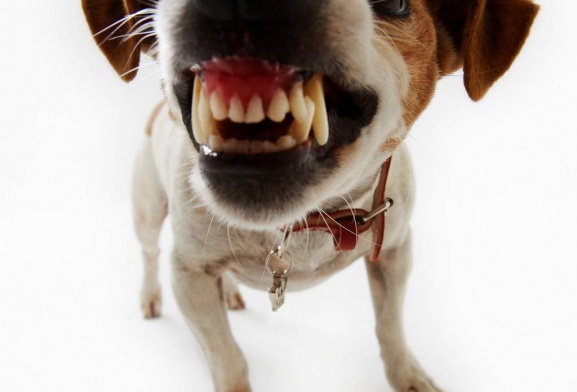 Зачем собакам и кошкам нужны зубы?