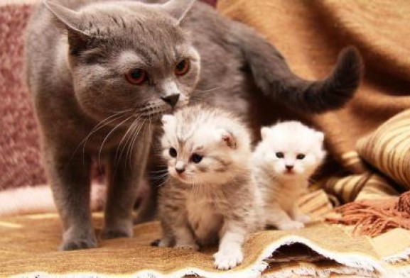 Беременность и роды у кошек и собак