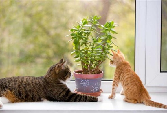 11 растений, опасных для кошек